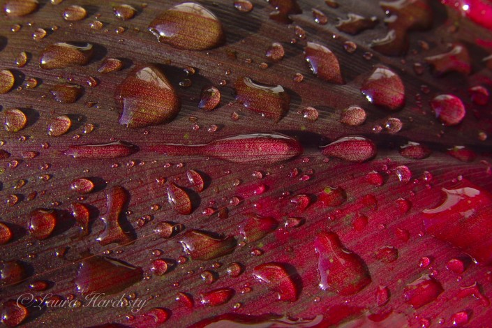 Red Water Drops