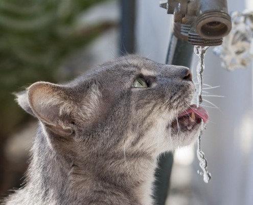 Drinking from the Hose