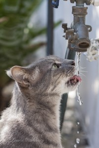 Drinking from the Hose
