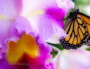 Monarch on Orchid