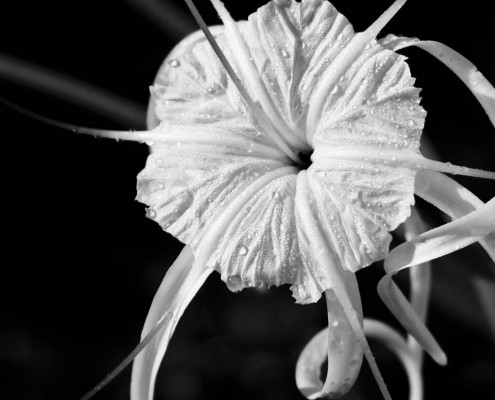 Spider Lily photo by Laura Hardesty